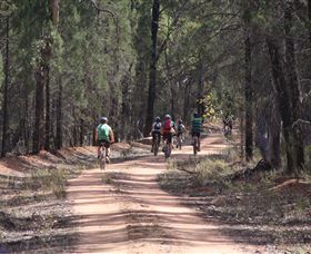 Pilliga Forest - Accommodation Australia 7