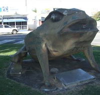 Big Cane Toad - Local Tourism