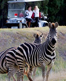 Taronga Western Plains Zoo, Dubbo - Accommodation Australia 1
