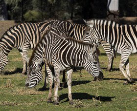 Taronga Western Plains Zoo, Dubbo - Accommodation Australia 5