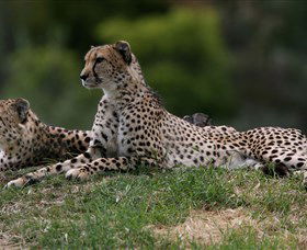 Taronga Western Plains Zoo, Dubbo - Accommodation Australia 6
