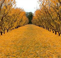 Sun Country on the Murray Farm Gate Trail - Accommodation Australia