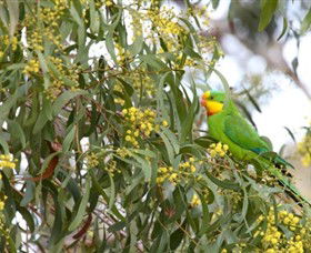 Savernake Day Tours - Accommodation Australia 3
