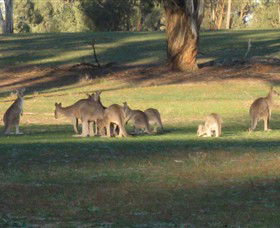 Savernake Day Tours - Accommodation Australia 4