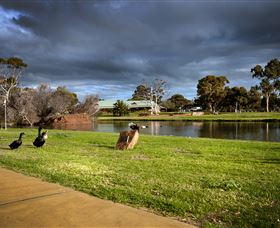 Roy Little Park Merredin - Local Tourism 2