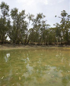 Kindra Forest - Accommodation Australia 1