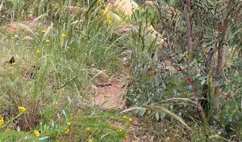Ben Hall's Cave Walking Track - Accommodation Australia 1