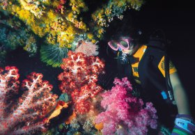 Bait Reef And Garys Lagoon Dive Site - Accommodation Australia 1