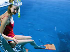 Bait Reef And Garys Lagoon Dive Site - Accommodation Australia 2