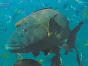 Fairey Reef - Local Tourism 1
