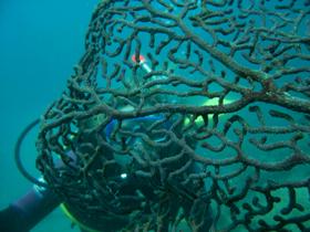Fairey Reef - Local Tourism 3