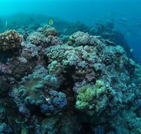 Manta Ray Drop Off Dive Site - Local Tourism
