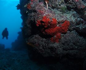 Stepping Stones Dive Site - Local Tourism 0