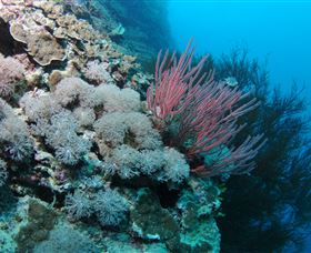 Stepping Stones Dive Site - Local Tourism 1