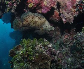 Stepping Stones Dive Site - Local Tourism 2
