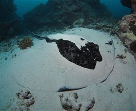 Stepping Stones Dive Site - Local Tourism 3