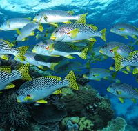 Challenger Bay Dive Site - Accommodation Australia