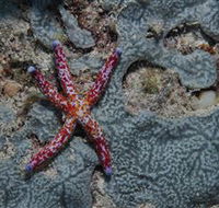Clam Gardens Dive Site - Accommodation Australia