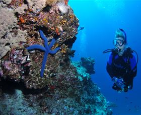 Lighthouse Bommie Dive Site - Local Tourism 0