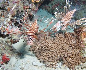 Lighthouse Bommie Dive Site - Local Tourism 3