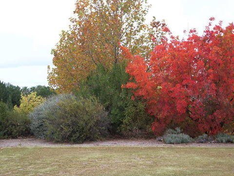 Australian Inland Botanic Gardens - Accommodation Australia 2