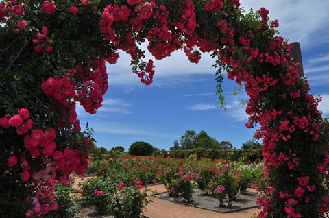 Australian Inland Botanic Gardens - Accommodation Australia 3