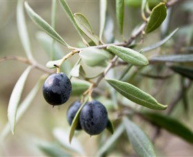 Wollundry Grove Olives - Bed n Breakfasts 2