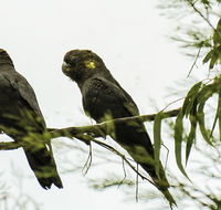 Conimbla National Park - Local Tourism