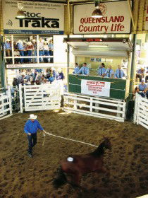 Gracemere Exhibition Complex - Local Tourism 0
