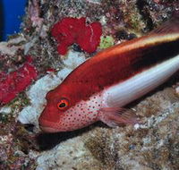 Snake Pit Dive Site - Accommodation Australia