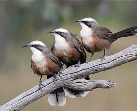 Winton Wetlands Reserve - Accommodation Australia 1
