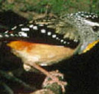 Reef Hills State Park - Australia Shopping