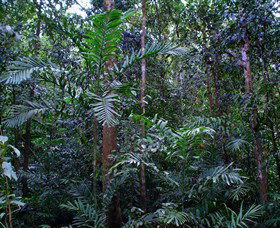 Kutini-Payamu (Iron Range) National Park (CYPAL) - Local Tourism 2