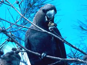 Mount Archer National Park - Accommodation Australia 0