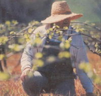 Canobolas Smith Winery - Local Tourism