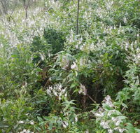 Snowgum walking track - Local Tourism