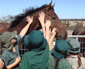 Living Legends: The International Home Of Rest For Champion Horses - Accommodation Australia 4