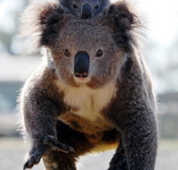 Koalas in Gunnedah - Accommodation Australia