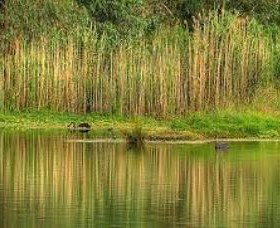 Wonga Wetlands - Australia Shopping 2