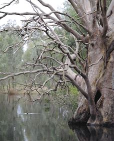 Wonga Wetlands - Australia Shopping 3