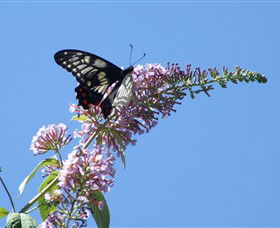 Albury Botanic Gardens - Local Tourism 5