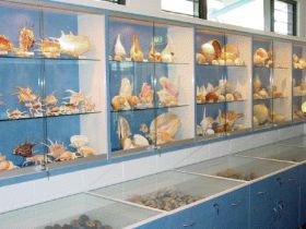 Shell World Yeppoon - Local Tourism 1