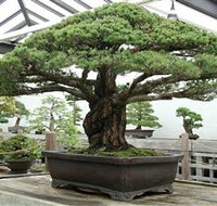 Peards Complex Albury - Local Tourism