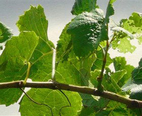 Angullong Wines - Accommodation Australia 1
