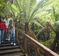 Otway Fly Treetop Adventures - Accommodation Australia