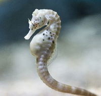SEA LIFE Melbourne Aquarium - Accommodation Australia