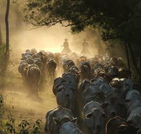 Springvale Horse Treks - Accommodation Australia