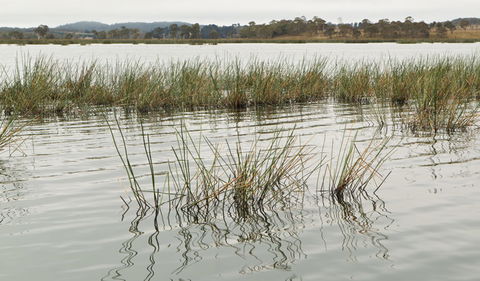 Lagoon Circuit Walking Track - Accommodation Australia 3