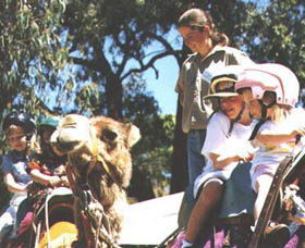 Calamunnda Camel Farm  - Local Tourism 2