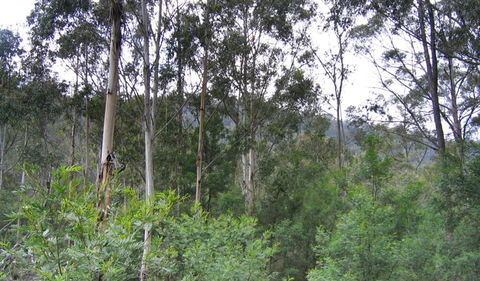Bangadilly National Park - Accommodation Australia 1